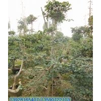 供應(yīng)：造型勒杜鵑