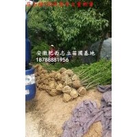 安徽 花石榴.小苗500萬棵供應(yīng)商