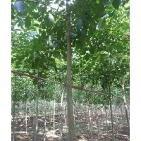 國槐小苗價格山東國槐基地