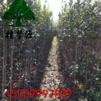 福建.浦城--丹桂之鄉(xiāng)批發(fā)精品高桿丹桂苗、丹桂樹。