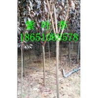 3公分紅葉李批發(fā)供應(yīng)、江蘇紅葉李種植基地、江蘇賣紅葉李、江蘇