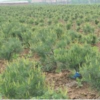 優(yōu)質(zhì)白皮松樹(shù)苗15-30公分，50萬(wàn)株，預(yù)定中