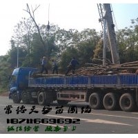 12公分欒樹價(jià)格,供應(yīng)12-15公分欒樹