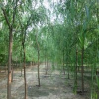 低價(jià)處理垂柳，速生柳，黃皮柳，金葉榆-香花槐=13731281907
