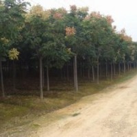 今年8公分欒樹報價欒樹產(chǎn)地價格