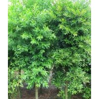 15公分杜英,15公分杜英樹市場(chǎng)價(jià),綠盛最靠譜