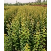 大量出售供應(yīng)紅梅苗紅梅小苗骨里紅美人梅綠梅嫁接一年生