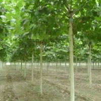 供應(yīng)10-18公分法桐