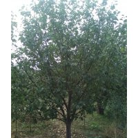 15公分八棱海棠樹