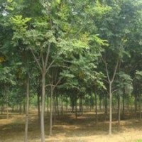 3-25公分精品欒樹價(jià)格規(guī)格齊全