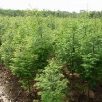 水杉供應(yīng)報(bào)價(jià)南京水杉產(chǎn)地直銷(xiāo)