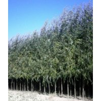 大量供應(yīng)3到5公分竹柳，垂柳，聯(lián)系電話13948183529 張先生 內(nèi)蒙