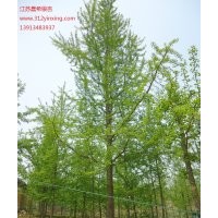 15公分銀杏樹(shù)價(jià)格，18公分銀杏樹(shù)價(jià)格，20公分銀