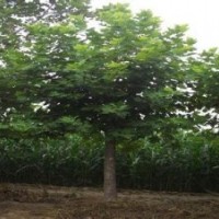 法桐正確季節(jié)修剪植物會(huì)更好看