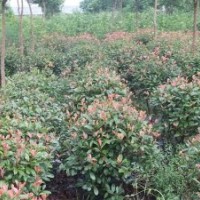 供應(yīng)80-120冠金森女貞球、紅葉石楠球