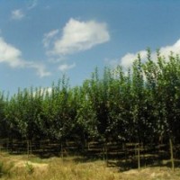 河北省內(nèi)供應(yīng)大量西府海棠，國槐等苗木