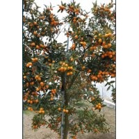 低價(jià)供應(yīng)：四季桂，金桂，金桔樹(shù).