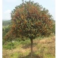 長(zhǎng)期供應(yīng)：各規(guī)格 金桂，金桔樹(shù)等.