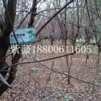 批發(fā)紫薇 美國紅火箭紫薇小苗百日紅綠化苗木