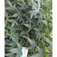 基地常年出售 青楓小苗大苗 規(guī)格齊全 量大優(yōu)惠