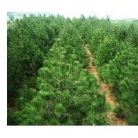 50公分白皮松大量出售、白皮松供應(yīng)商大量供應(yīng)白皮松