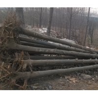 六到十五公分法桐 基地實景 歡迎考察采購