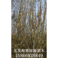 黃金海棠，八凌海棠，舞美海棠