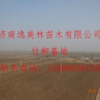 我公司處理萬畝竹柳 規(guī)格不等