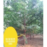 銀杏樹多少錢一棵