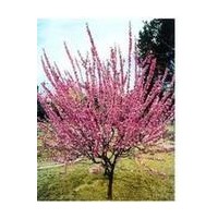 石家莊佳霖苗木基地供應(yīng)榆葉梅