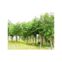 安慶千頭椿_安康法桐