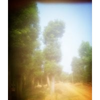 湖南移植香樟基地，移栽香樟