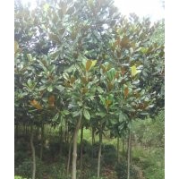 供應(yīng)桂花、廣玉蘭、法桐、紫微、欒樹、法國冬青