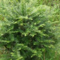 大量供應(yīng)南方紅豆杉