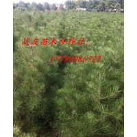 供應(yīng)1.5米占地苗1.8米占地2米占地苗黑松