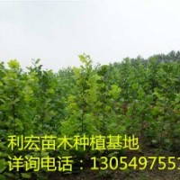 山東泰安急售一年冠10公分法桐法桐價格表