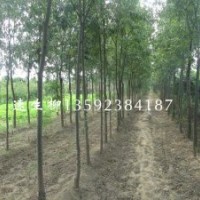 河南千畝柳樹(shù)基地，速生柳，青皮柳，黃皮柳，各種規(guī)格柳樹(shù)