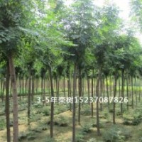 河南千畝欒樹基地，二年生欒樹，三年生欒樹，四年生欒樹，各種規(guī)