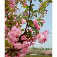 北京西府海棠、北美海棠、北美海棠花