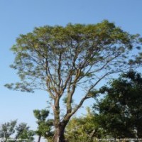 常年銷售樸樹,櫸樹,紅葉石蘭