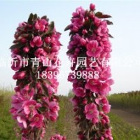 芭蕾舞海棠、白色雙櫻花、北京西府海棠