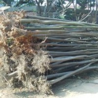 供應(yīng)欒樹價格精品欒樹價格移植15公分欒樹價格