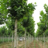 常年供應(yīng)各種規(guī)格的法桐