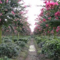 桂花，銀杏，天竺桂，楊樹，日本櫻花，紅葉石楠，大紅紫薇，廣玉