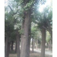 女貞 紫葉李 國(guó)槐 皂角 垂柳 白蠟等苗木