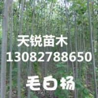 山東毛白楊，山東毛白楊小苗，山東毛白楊小苗價格