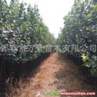 供應(yīng)107楊樹(shù)、毛白楊、速生法桐、國(guó)槐