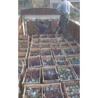 紅花繼木袋苗價格0.75元，紅花繼木小苗價格0.2元，80*80紅花繼木