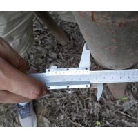 6公分柳樹苗價格