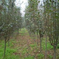 供應：西湖海棠，紅葉小檗、金葉女貞，龍柏，地柏